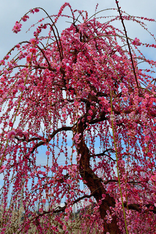 日本Soga Plum Grove的粉白梅花盛开